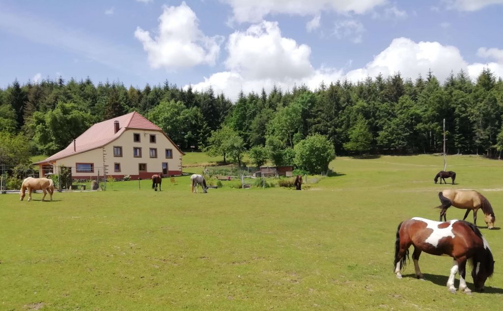 Chevaux dans les prés